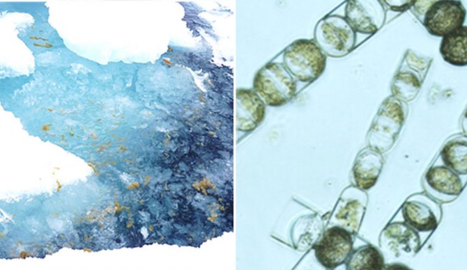 Microplastics in Arctic sea ice