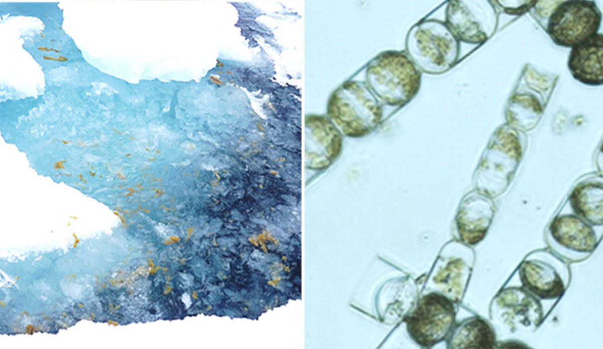 Microplastics in Arctic sea ice
