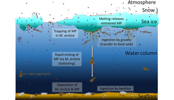 microplastics in the food chain