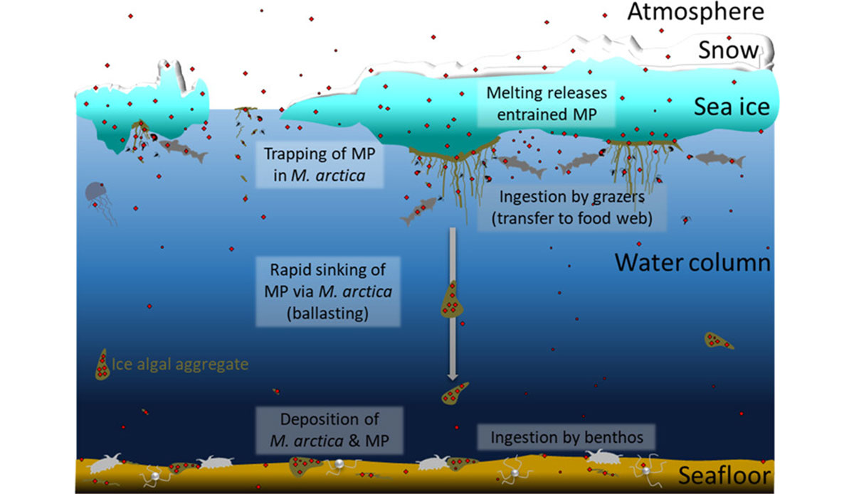 microplastics in the food chain