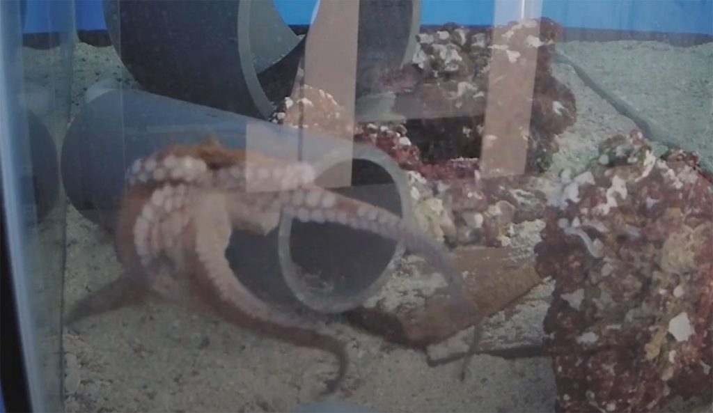 octopuses might have nightmares