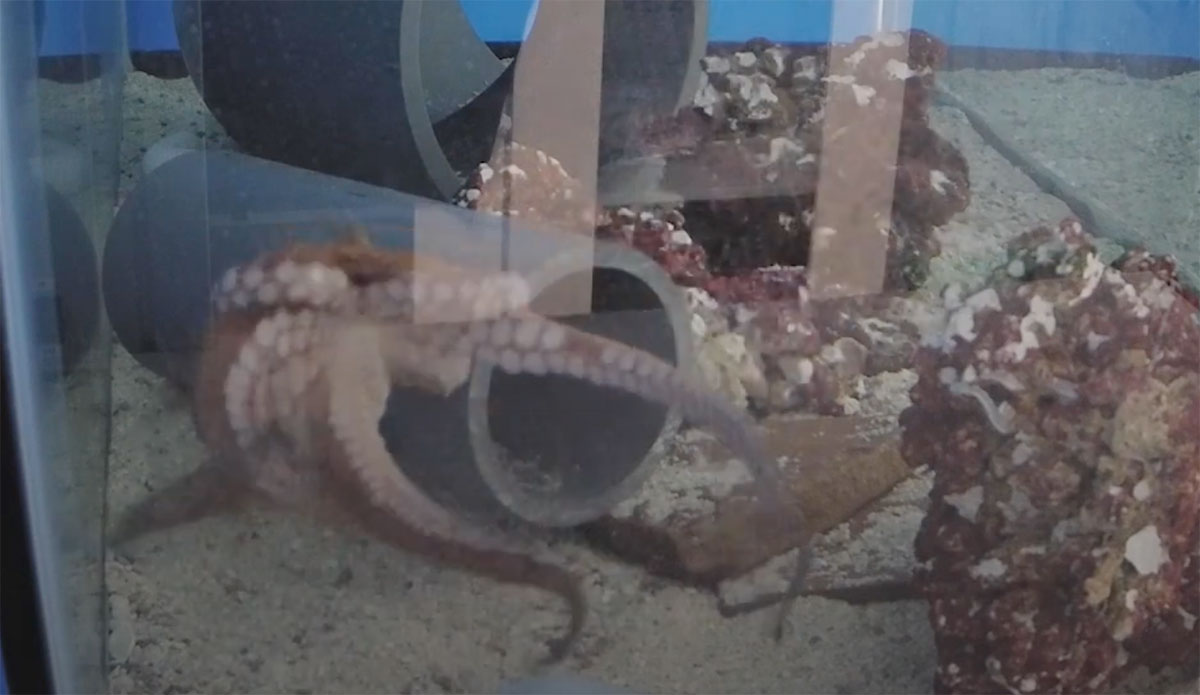 octopuses might have nightmares