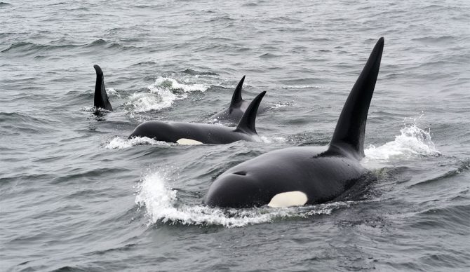 orcas are attacking boats