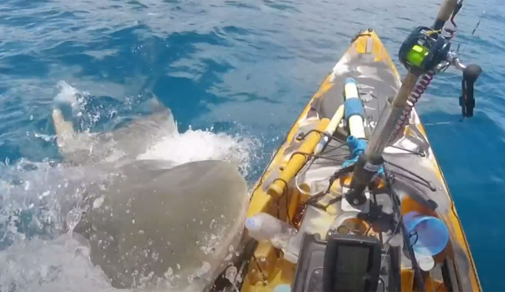 kayak fisherman hit by shark