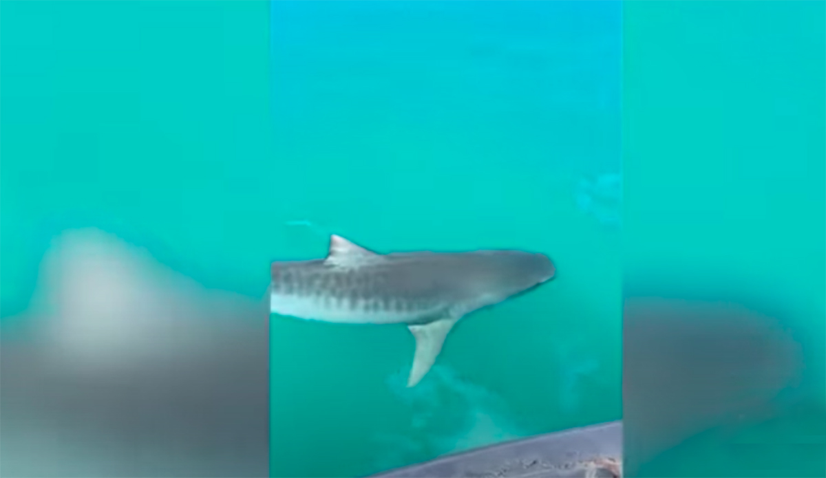 A Slew of Shark Encounters on Oahu Has Experts Searching for Answers