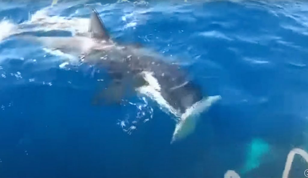 An orca tears off a boat's rudder.