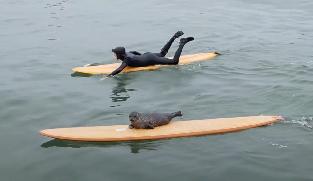 A seal pup hops on surfers' boards at Tourmaline.