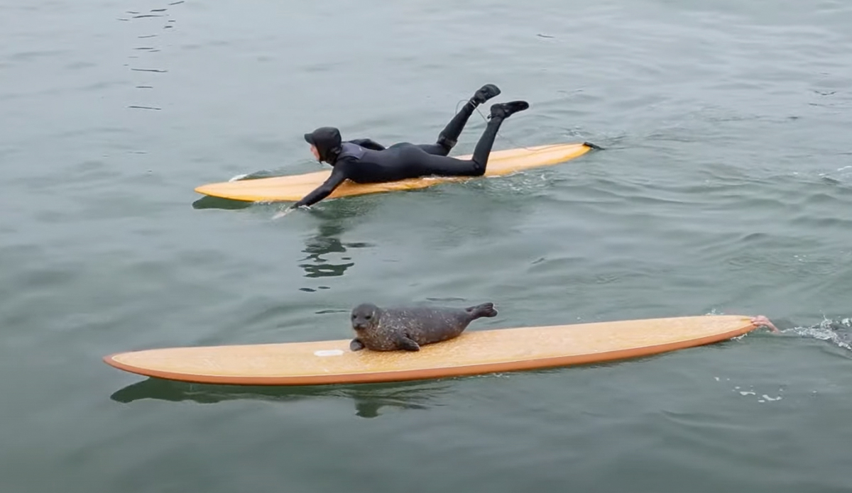 A seal pup hops on surfers' boards at Tourmaline.
