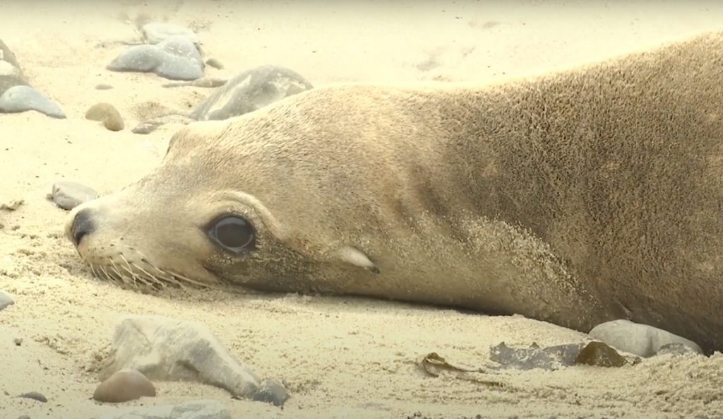 Stranded sea lion due to algal bloom in California.