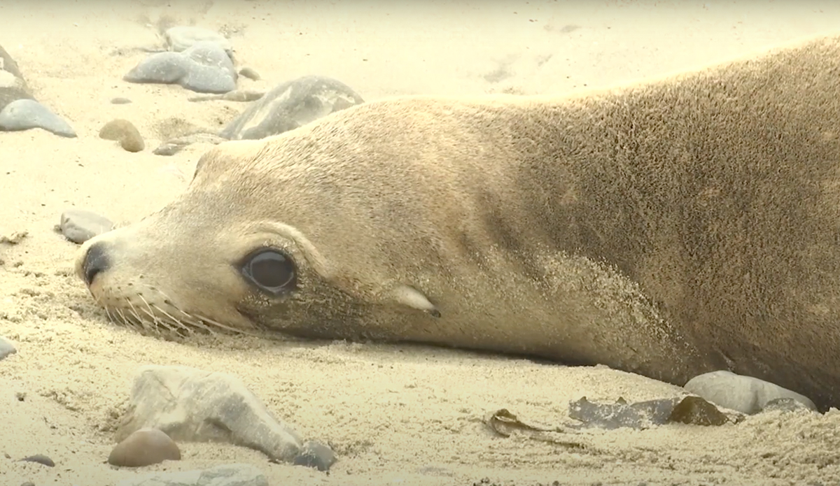 Stranded sea lion due to algal bloom in California.