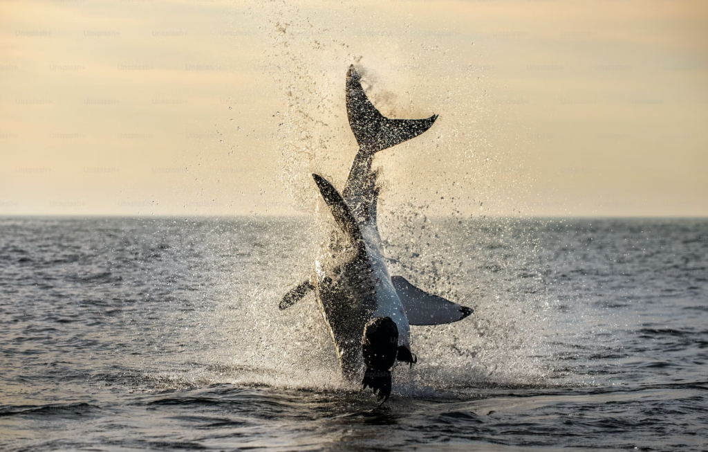 tiger shark breaching