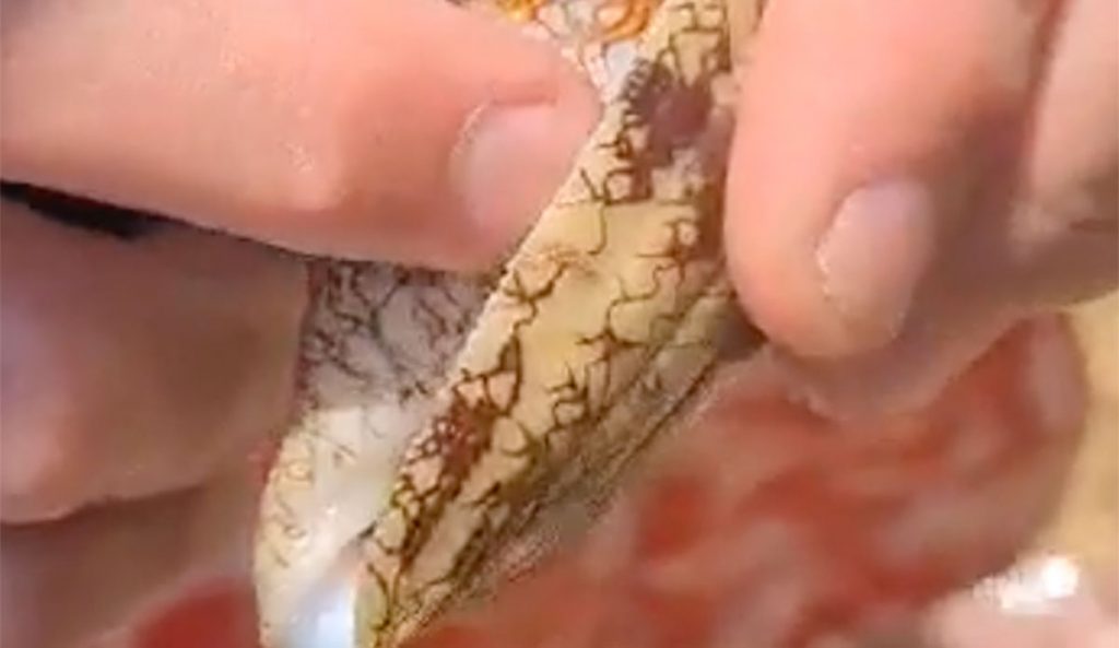 cone snail