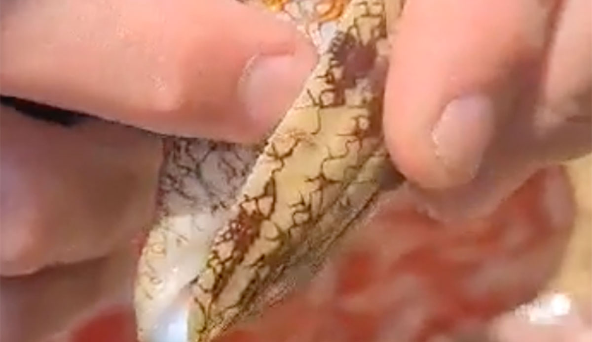 cone snail