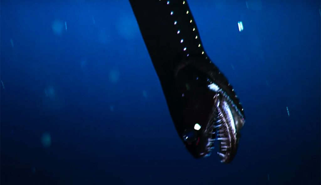 crazy eel creature in the midnight zone