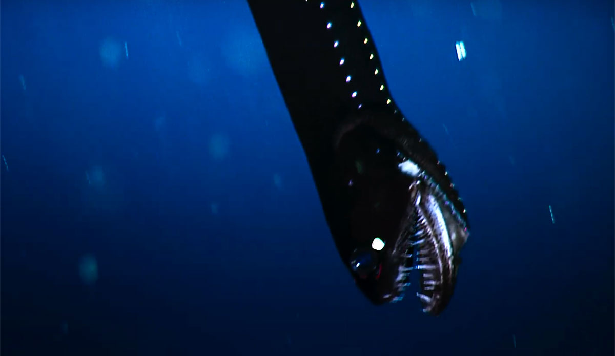 crazy eel creature in the midnight zone
