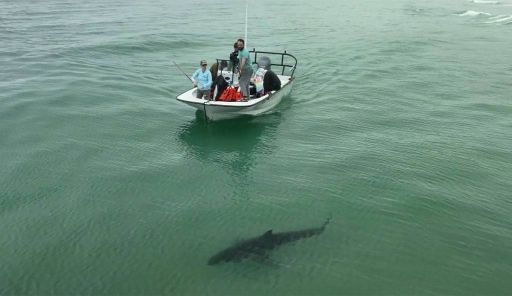 tagging great white sharks