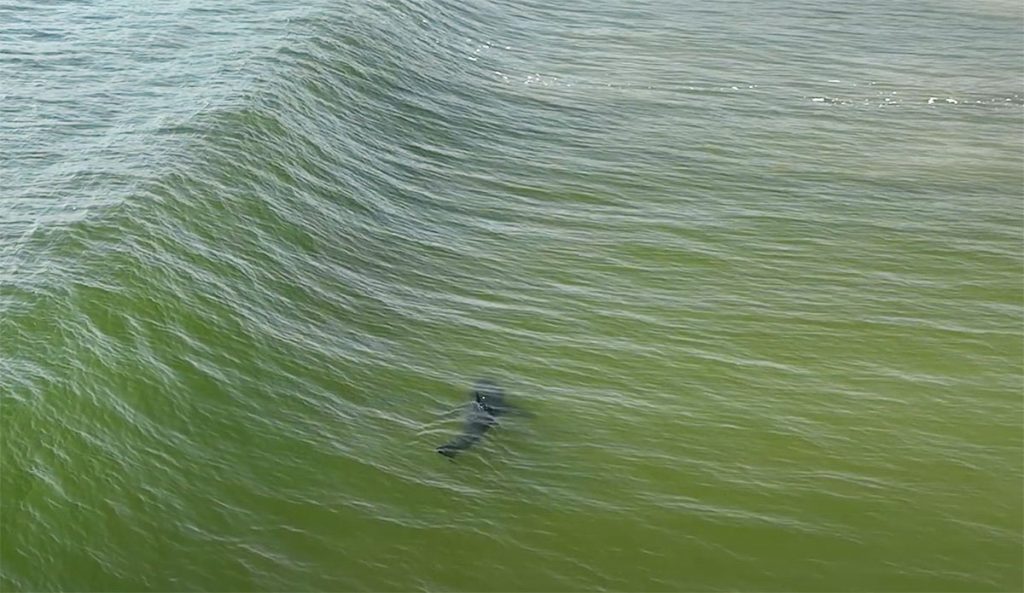 great white shark in surf zone