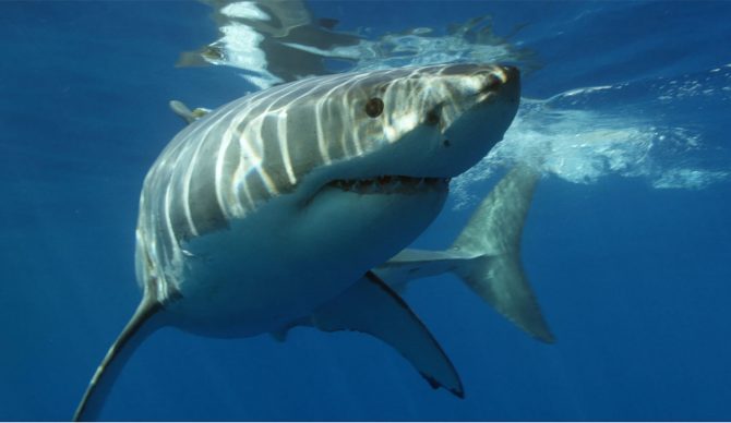 great whites don't want to eat people
