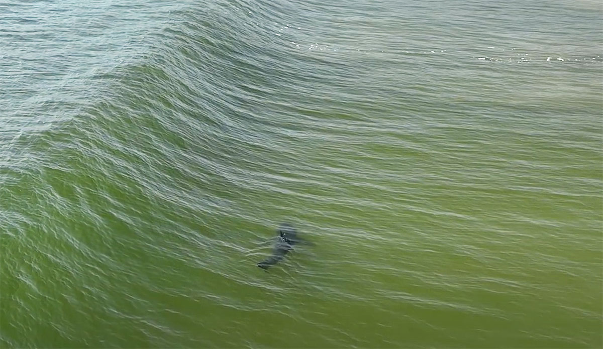 great white shark in surf zone