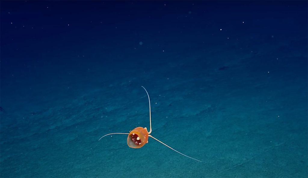 jellyfish in the deep sea