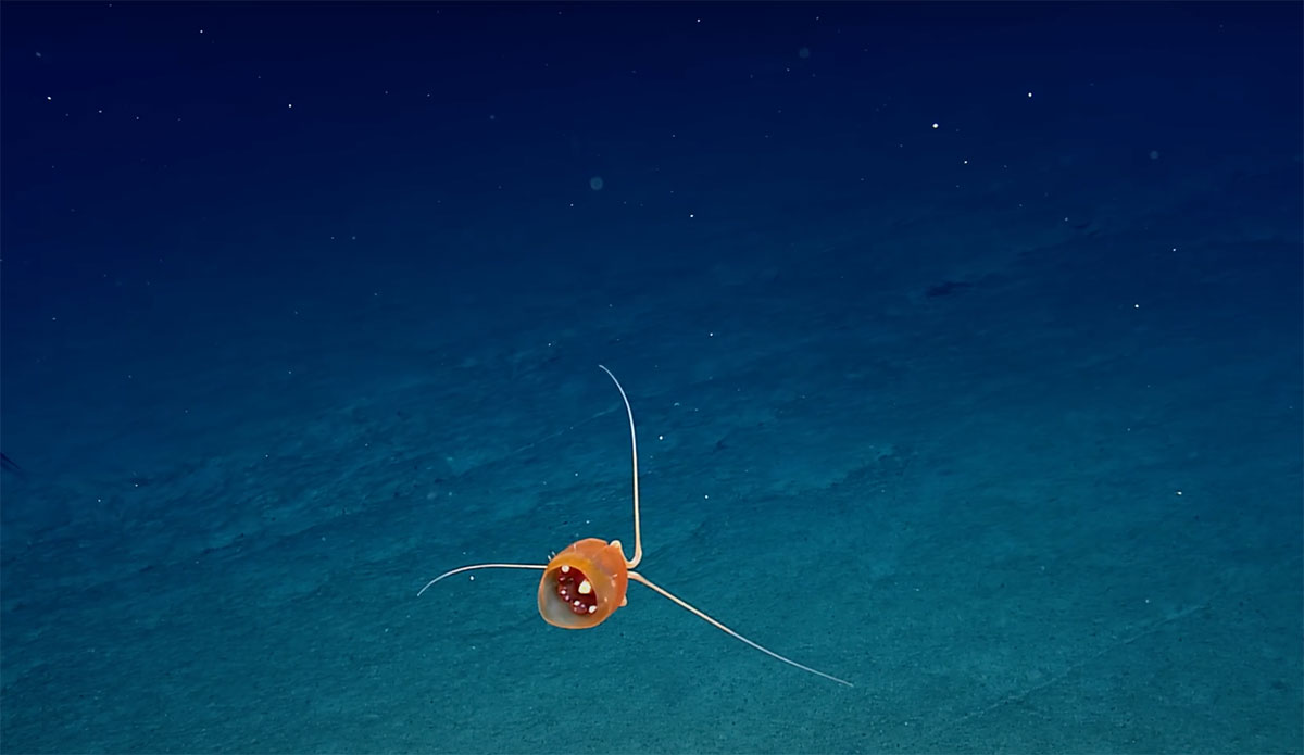jellyfish in the deep sea