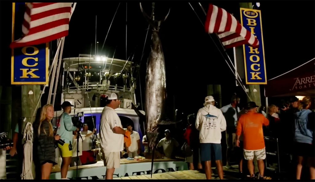 blue marlin big rock tournament shark bite