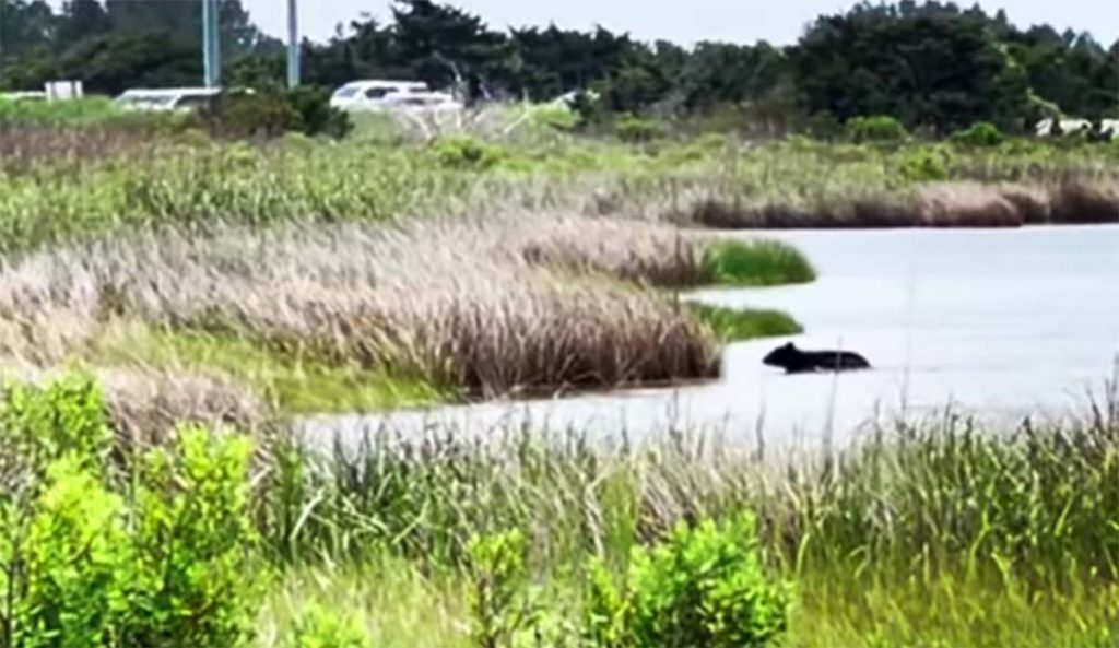 Black Bears Spotted in the OBX