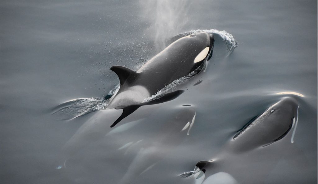 orcas attacking boats
