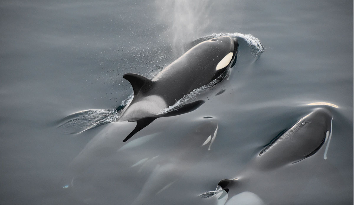 orcas attacking boats