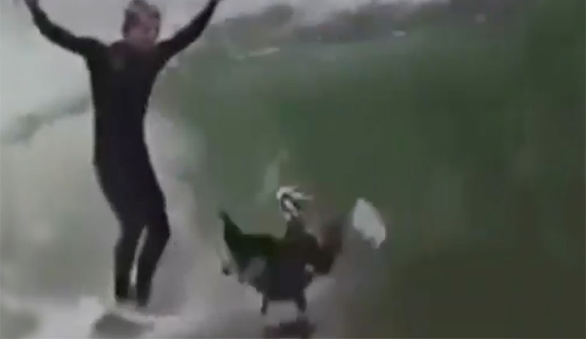 pelican surfing