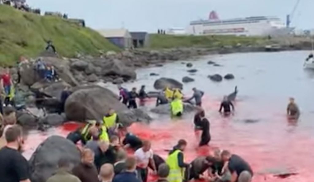 Faroe Islands whale hunt with cruise ship in background.