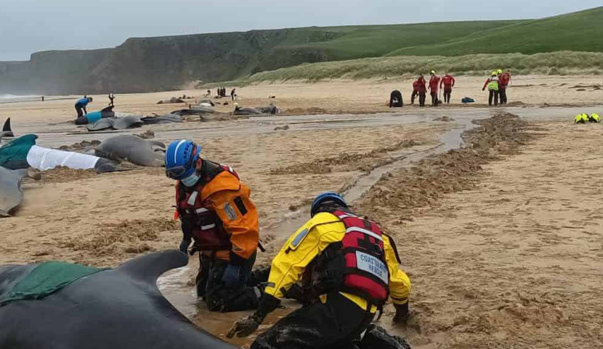 55 Whales Washed Up In Scotland