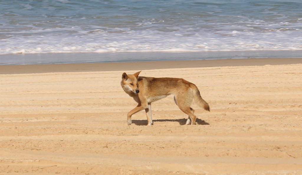 A dingo on the beach of K'Gari Island in Australia, where the attack took place. Photo: Frankie Dixon // Unsplash