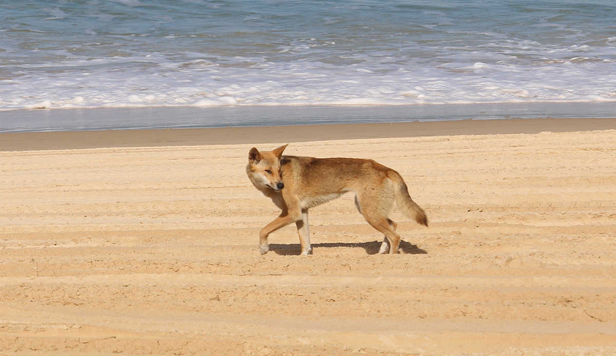 A dingo on the beach of K'Gari Island in Australia, where the attack took place. Photo: Frankie Dixon // Unsplash