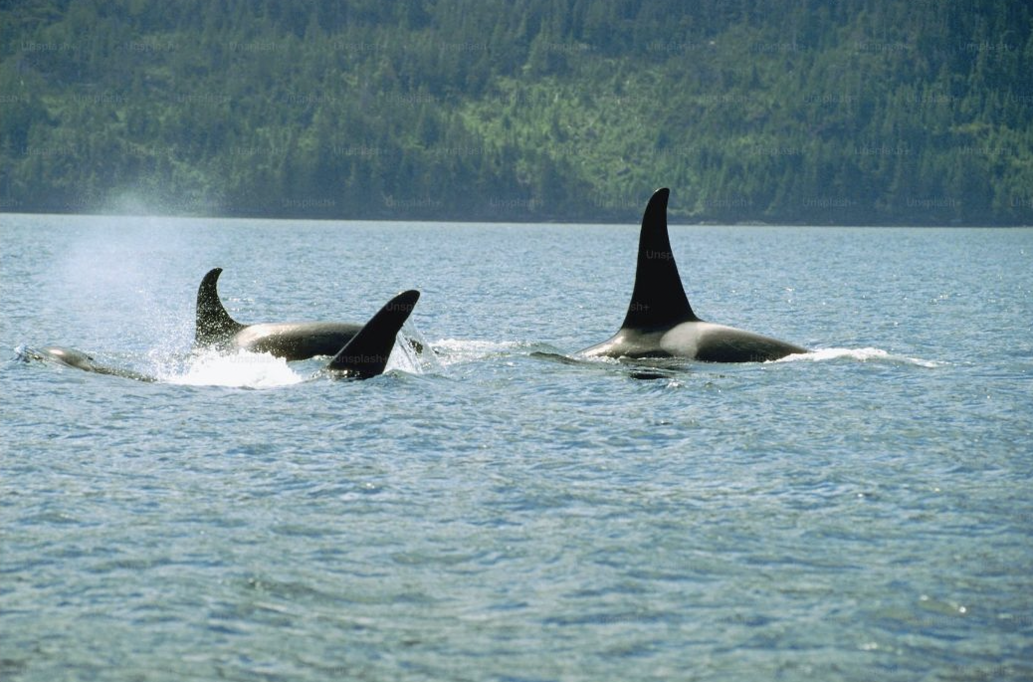 killer whales