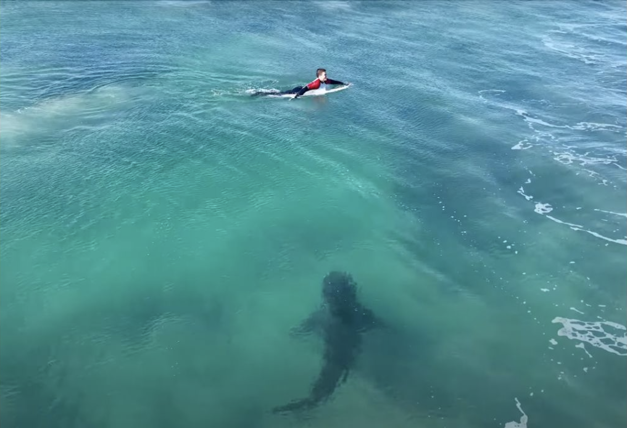 J-Bay great white shark