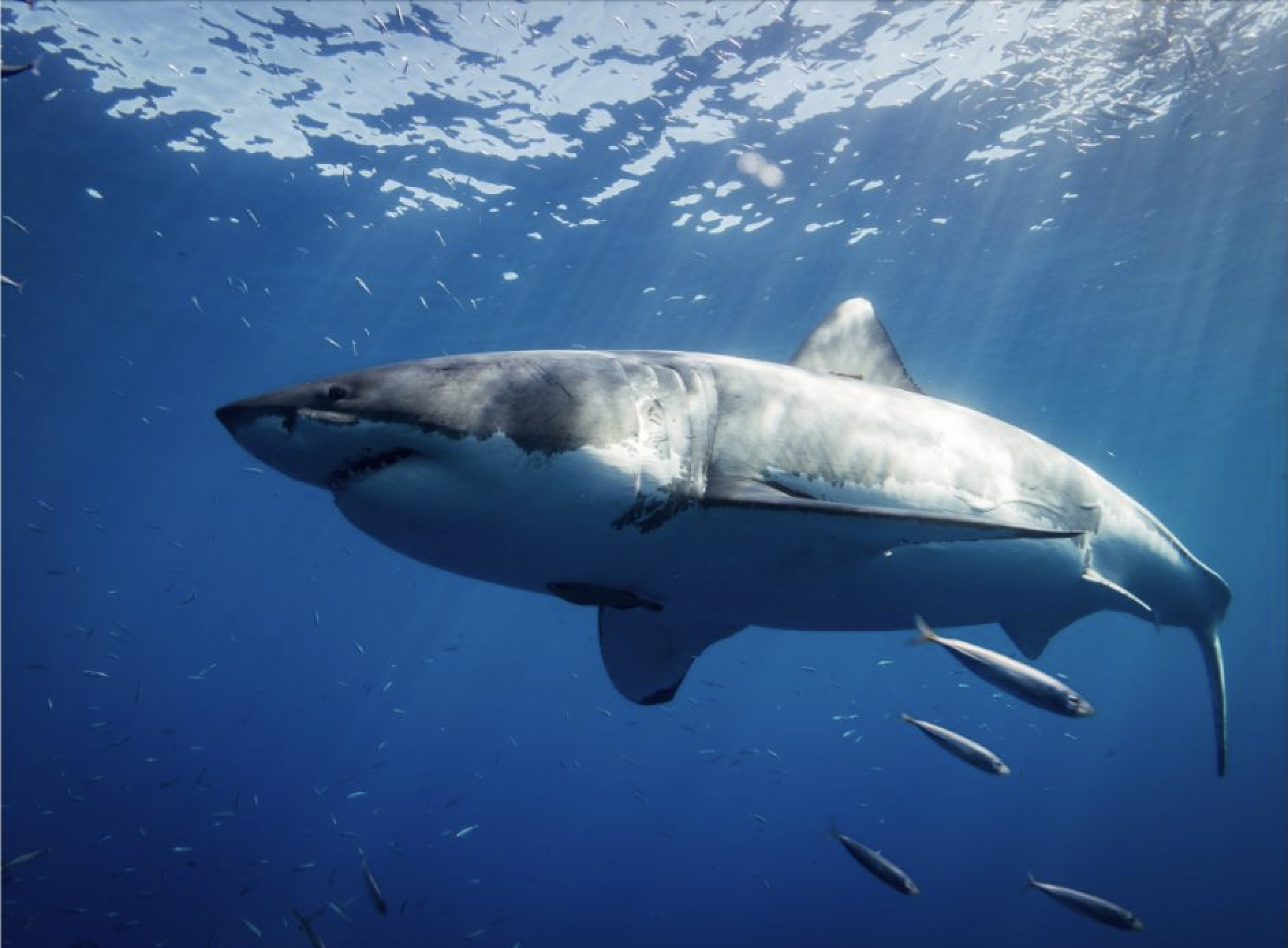 great white sharks