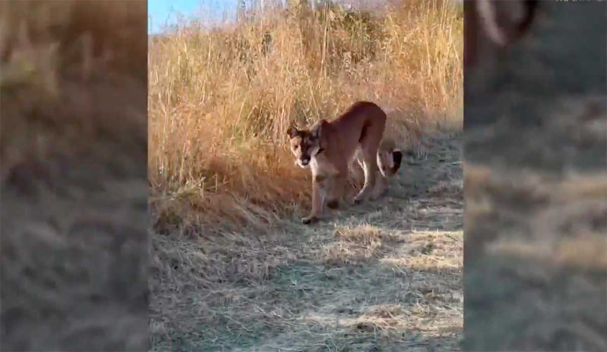 Watch This Mountain Lion Casually Walk by a Man in Orange County