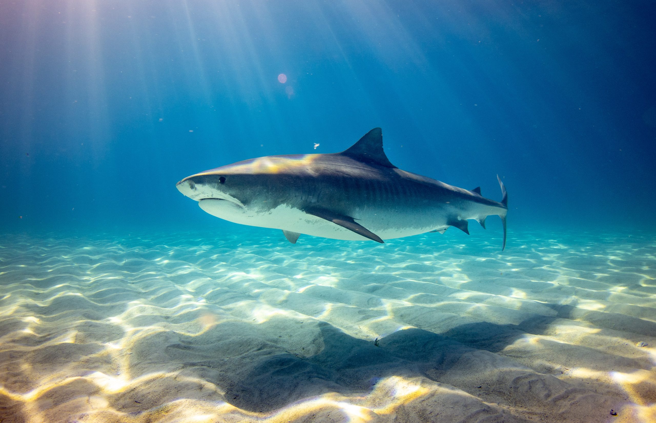 Photo: Gerald Schombs // Unsplash