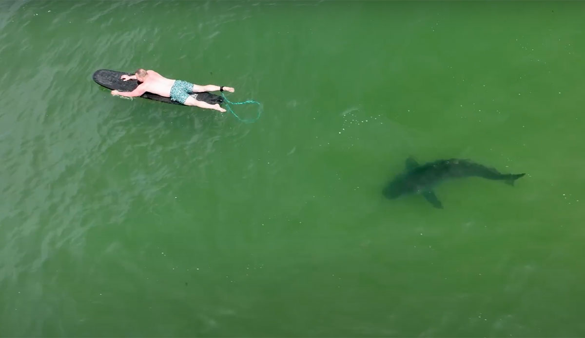 great white shark in southern California