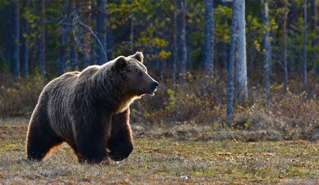 grizzly bear
