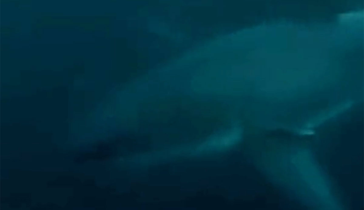 Great white shark seen in duck dive