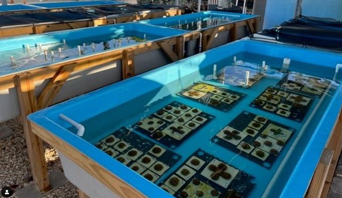 Tanks at KML housing corals at risk of coral lleaching