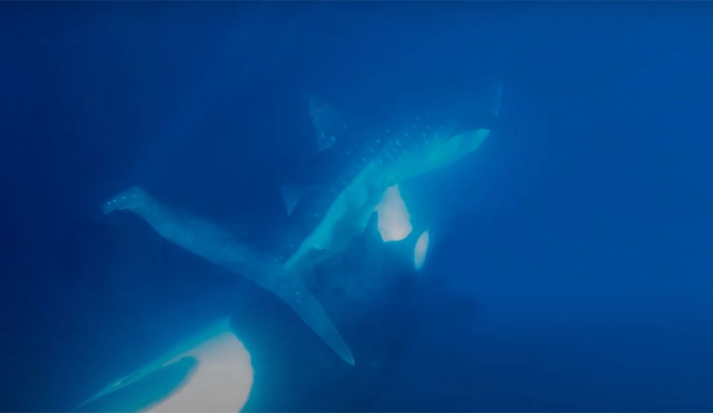 orca attacking whale shark