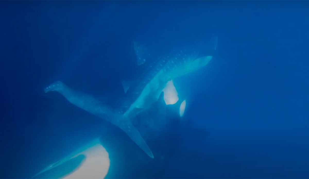 orca attacking whale shark