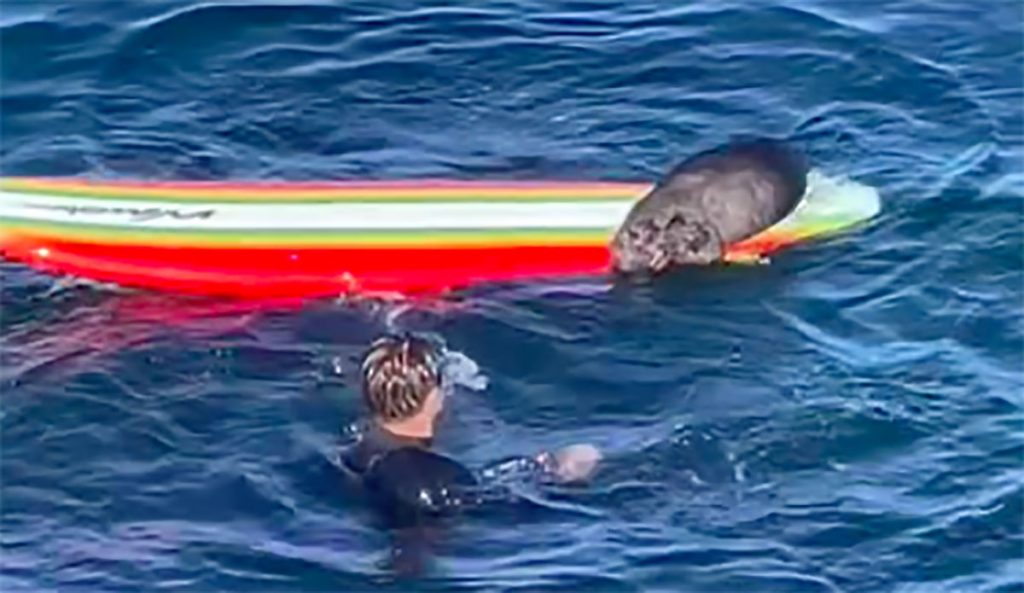 Otter vs. Surfer: Explaining the Recent Spate of Localism Gone Wild