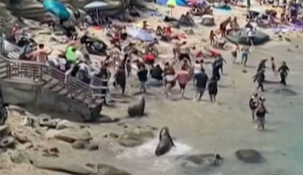 Sea lions chase beachgoers in La Jolla