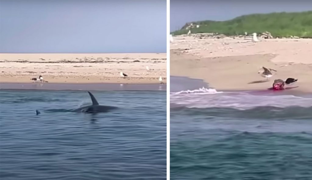 Great White Shark Bites Seal in Half Feet From Shoreline During Ultimate Biology Lesson