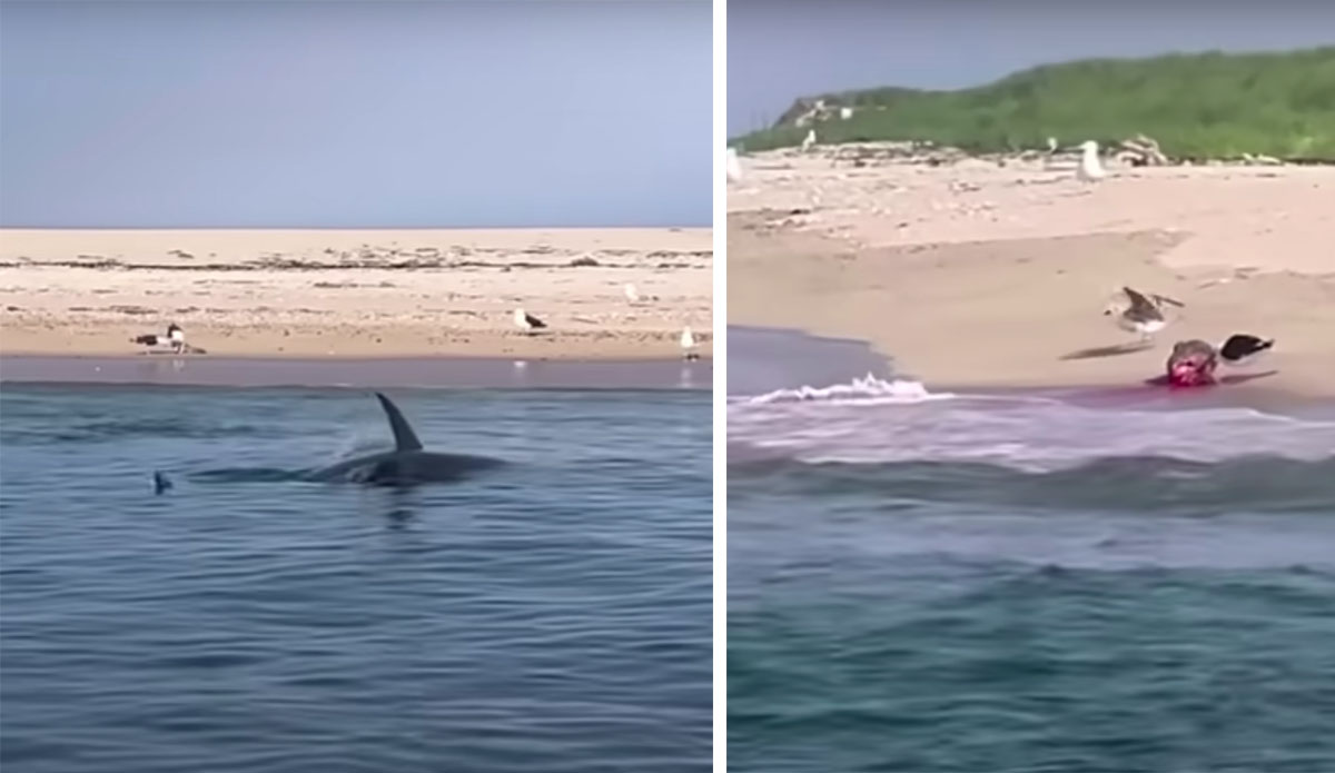 Great White Shark Bites Seal in Half Feet From Shoreline During Ultimate Biology Lesson