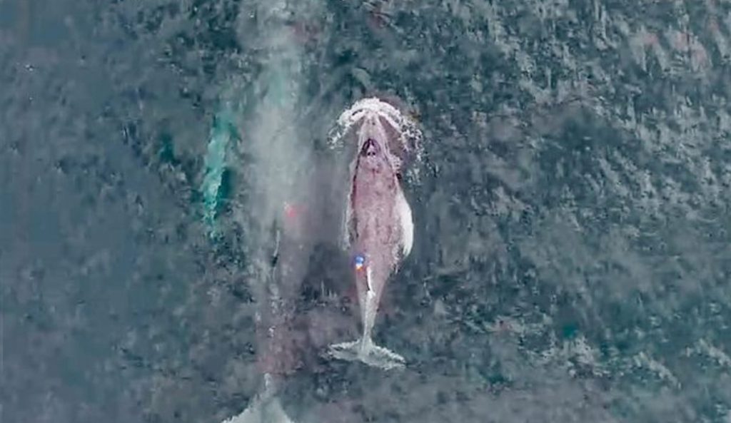 humpback whale calf nursing